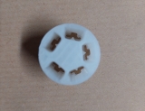Stecker Gebläseschalter